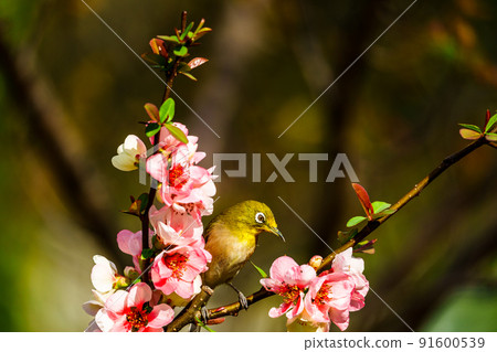 福岡縣久留米市石橋文化中心的春季野鳥 91600539