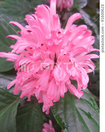 Pink coral bana in full bloom 91600628