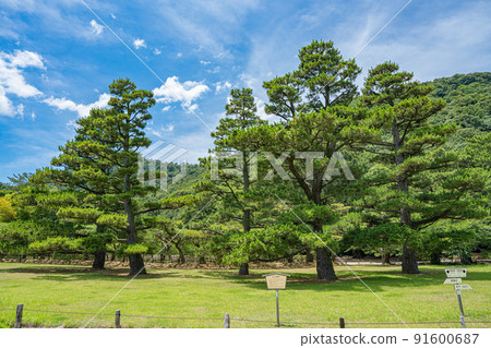 [高松市]栗林花園手植松 91600687