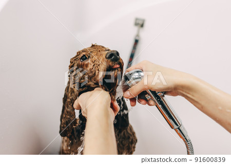The dog takes a bath. 91600839