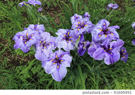 鳶尾花 鳶尾花 91600991