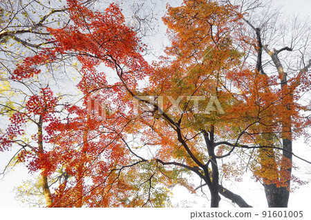 秋天的樹葉 秋天的樹葉 91601005