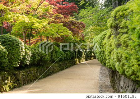 [Wakayama Prefecture] Kondo 91601183