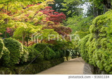 [Wakayama Prefecture] Kondo 91601184