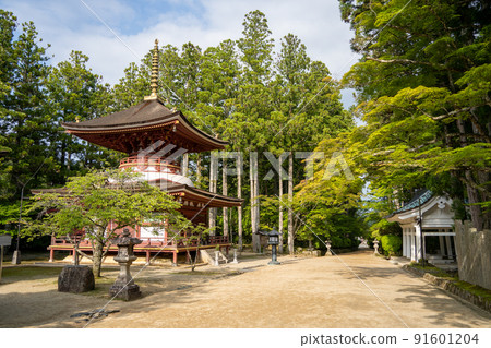[和歌山縣] 近藤 91601204