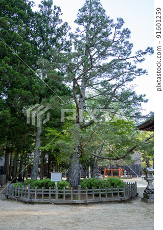 [Wakayama Prefecture] Kondo 91601259
