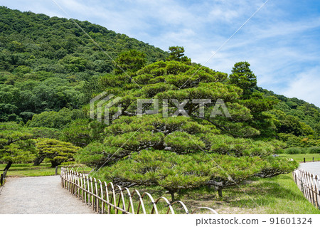 [高松市]栗林庭園鶴目松 91601324