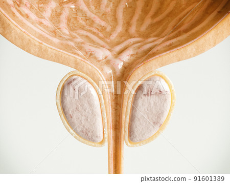 Healthy Prostate - Detailed High Quality 3D Rendering Healthy Prostate - Detailed High Quality 3D Rendering 91601389