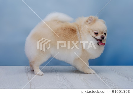 The Pomeranian Pomeranian dog stands on a wooden floor on a blue background 91601508