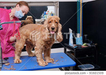 English Cocker Spaniel dog grooming in the office of animal care English Cocker Spaniel dog grooming in the office of animal care 91601509