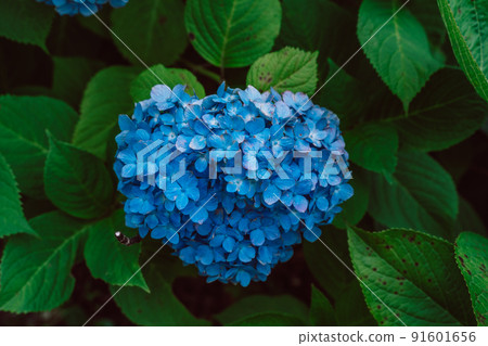 Heart-shaped hydrangea 91601656