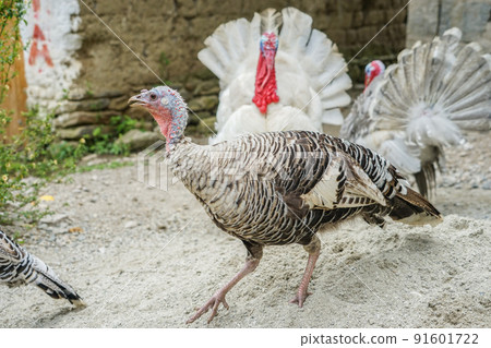 秘魯火雞 91601722