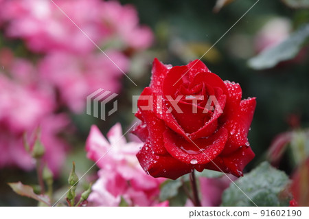 荒尾市少女公民花壇玫瑰花， 91602190