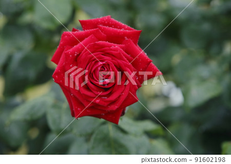 荒尾市少女公民花壇玫瑰花, 荒尾市少女公民花壇玫瑰花, 91602198