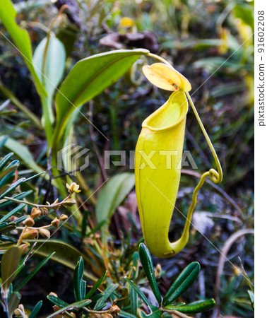 View to pitcher plant of Nepenthes,Atsinanana region, Madagascar View to pitcher plant of Nepenthes,Atsinanana region, Madagascar 91602208