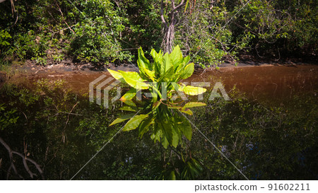 Landscape of the channel between Rasoabe and Ranomainty Lakes,Toamasina Province, Madagascar Landscape of the channel between Rasoabe and Ranomainty Lakes,Toamasina Province, Madagascar 91602211