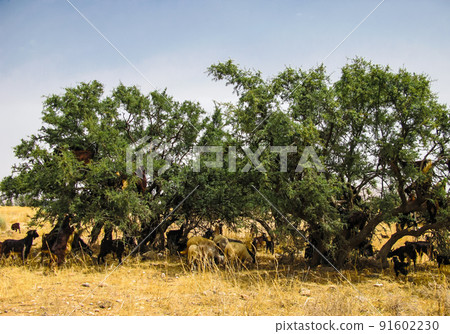 Goats on the argania tree, Morocco 91602230