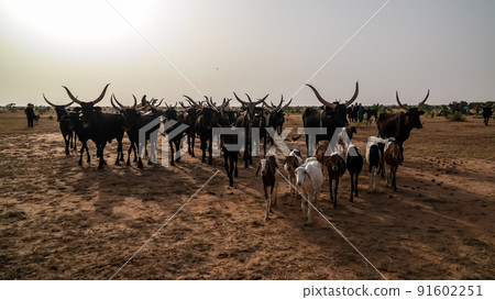Portrait of ankole-watusi bighorned bull at InGall village, Agadez, Niger Portrait of ankole-watusi bighorned bull at InGall village, Agadez, Niger 91602251
