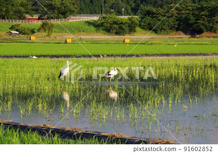 A scene of storks flying to the rice fields after the rainy season ... Yasugi City, Shimane Prefecture: Sunny A scene of storks flying to the rice fields after the rainy season ... Yasugi City, Shimane Prefecture: Sunny 91602852