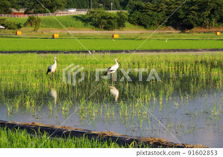 A scene of storks flying to the rice fields after the rainy season ... Yasugi City, Shimane Prefecture: Sunny 91602853