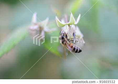 Unripe rashberry on the bush and a bee as a closeup against a blurred background Unripe rashberry on the bush and a bee as a closeup against a blurred background 91603512