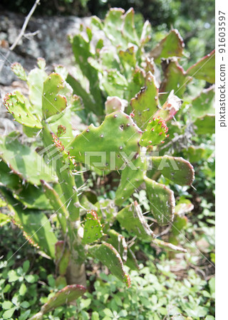 室戶岬的仙人掌仙人掌 91603597