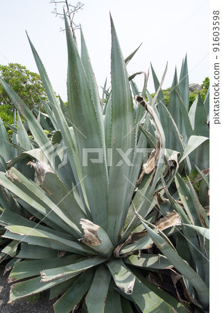 Muroto Cape的龍舌蘭 91603598