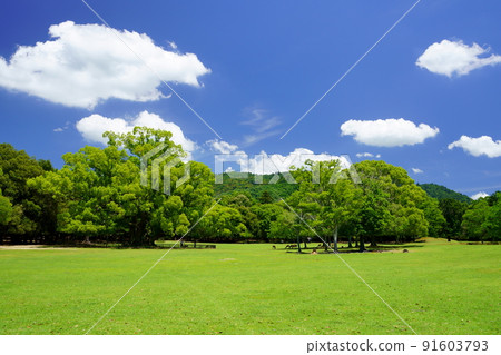 Day after the rainy season, refreshing Nara Park, Tobihino, large camphor tree Day after the rainy season, refreshing Nara Park, Tobihino, large camphor tree 91603793