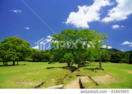 Day after the rainy season, refreshing Nara Park, Tobihino, Chinese tallow 91603803