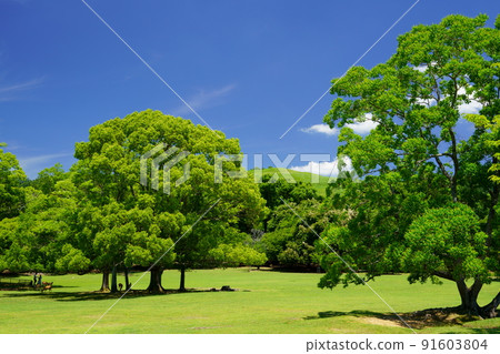 雨季過後，清爽的奈良公園，飛日野，鹿影 91603804