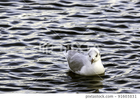 Swimming common gull in Bedfont, London, UK 91603831