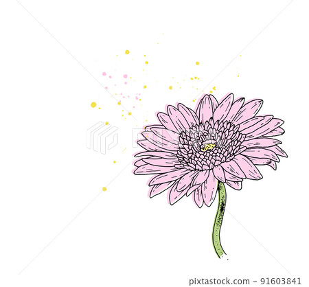 Illustration of pink gerbera flowers Illustration of pink gerbera flowers 91603841