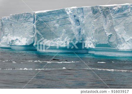 Whale - Antarctic Peninsula - Tabular Iceberg in Bransfield Strait Whale - Antarctic Peninsula - Tabular Iceberg in Bransfield Strait 91603917