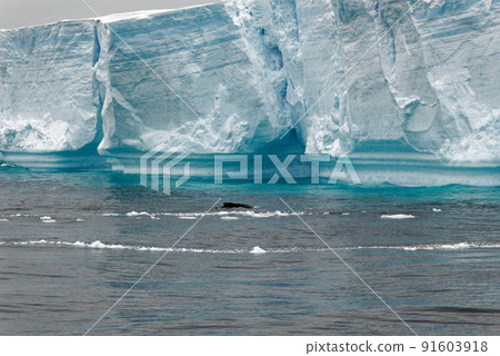 Whale - Antarctic Peninsula - Tabular Iceberg in Bransfield Strait 91603918