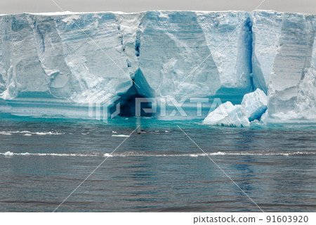 Whale - Antarctic Peninsula - Tabular Iceberg in Bransfield Strait Whale - Antarctic Peninsula - Tabular Iceberg in Bransfield Strait 91603920