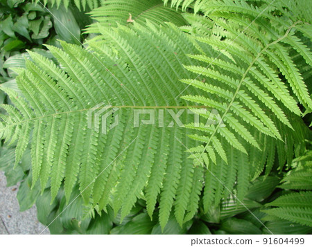 Perfect natural fern pattern. Beautiful background made with young green fern 91604499