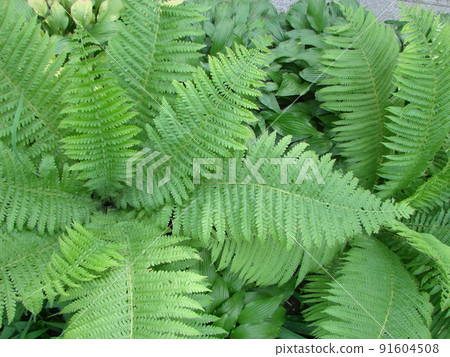 Perfect natural fern pattern. Beautiful background made with young green fern Perfect natural fern pattern. Beautiful background made with young green fern 91604508