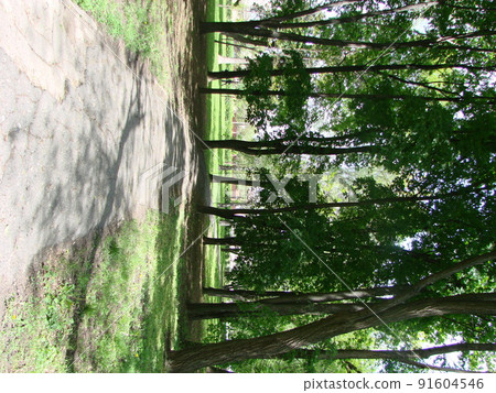 Sunlight in the green forest, spring time Sunlight in the green forest, spring time 91604546