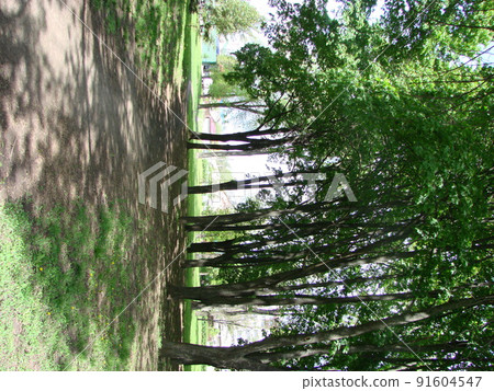 Sunlight in the green forest, spring time Sunlight in the green forest, spring time 91604547