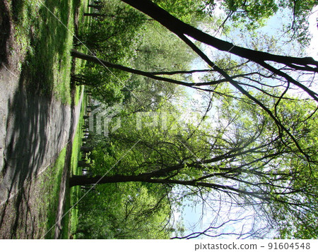 Sunlight in the green forest, spring time 91604548