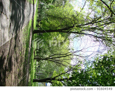 Sunlight in the green forest, spring time Sunlight in the green forest, spring time 91604549
