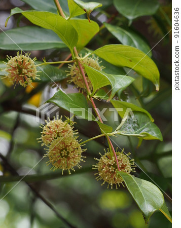 Hypocrite flowers Hypocrite flowers 91604636