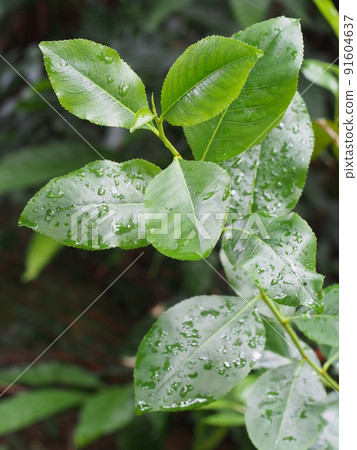 Khat leaves 91604637