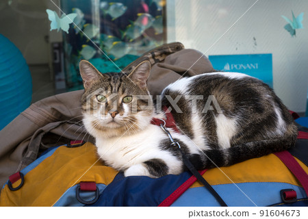Portrait of female cat lying on colorful backpack in the street 91604673