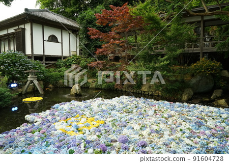 Amabiki Kannon Hydrangea Festival (Ukraine support color) Amabiki Kannon Hydrangea Festival (Ukraine support color) 91604728