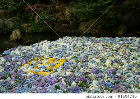 Amabiki Kannon繡球花節(烏克蘭支持顏色) Amabiki Kannon繡球花節(烏克蘭支持顏色) 91604730