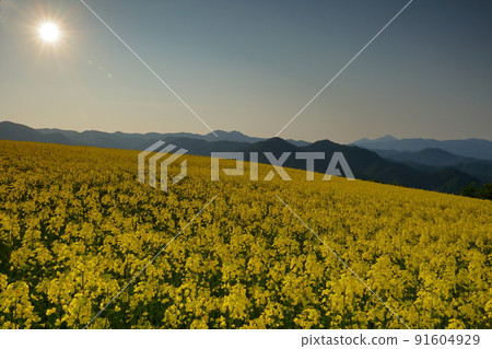 Atsushiokanomachi, Kitakata City, Fukushima Prefecture Aida Kitagongenmoriko Minokura Kogen Slope of rape field, sunrise and sunrise 91604929