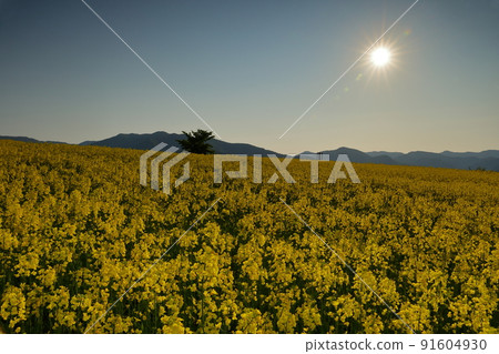 Atsushiokanomachi, Kitakata City, Fukushima Prefecture Aida Kitagongenmoriko Minokura Kogen Slope of rape field, sunrise and sunrise 91604930