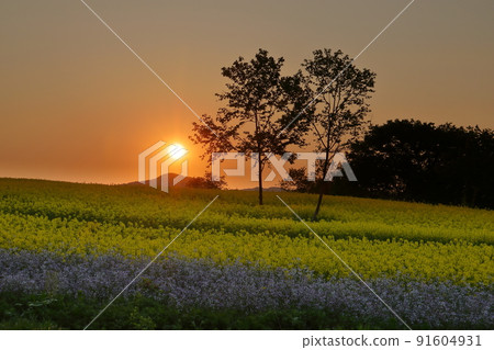 Atsushiokanomachi, Kitakata City, Fukushima Prefecture Aida Kitagongenmoriko Minokura Kogen Slope of rape field, sunrise and sunrise 91604931