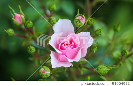 Pink rose Bonica with buds in the garden. Perfect for background of greeting cards Pink rose Bonica with buds in the garden. Perfect for background of greeting cards 91604951